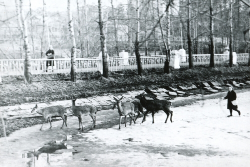 Небольшая группа диких оленей на Старой плотине в Красногорске, Московская область (~1973-1978 год).